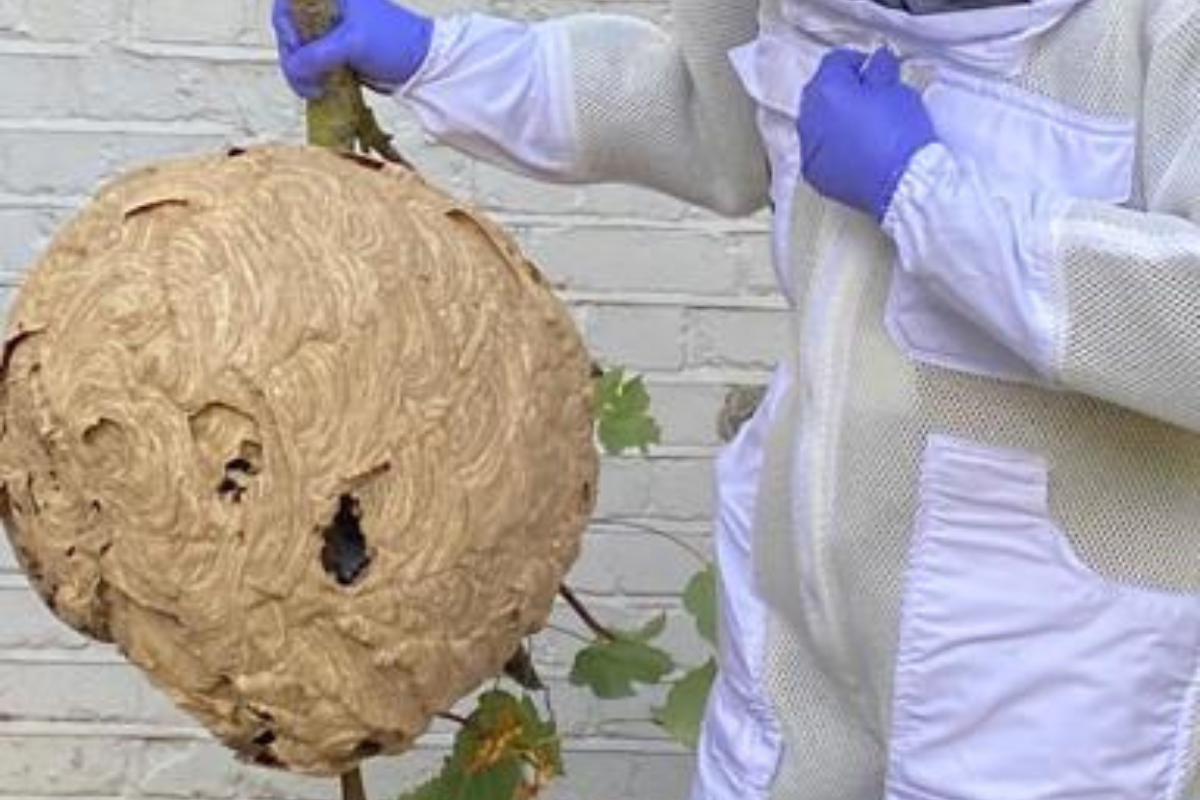 Rayleigh garden sees large Asian Hornet nest found Echo picture