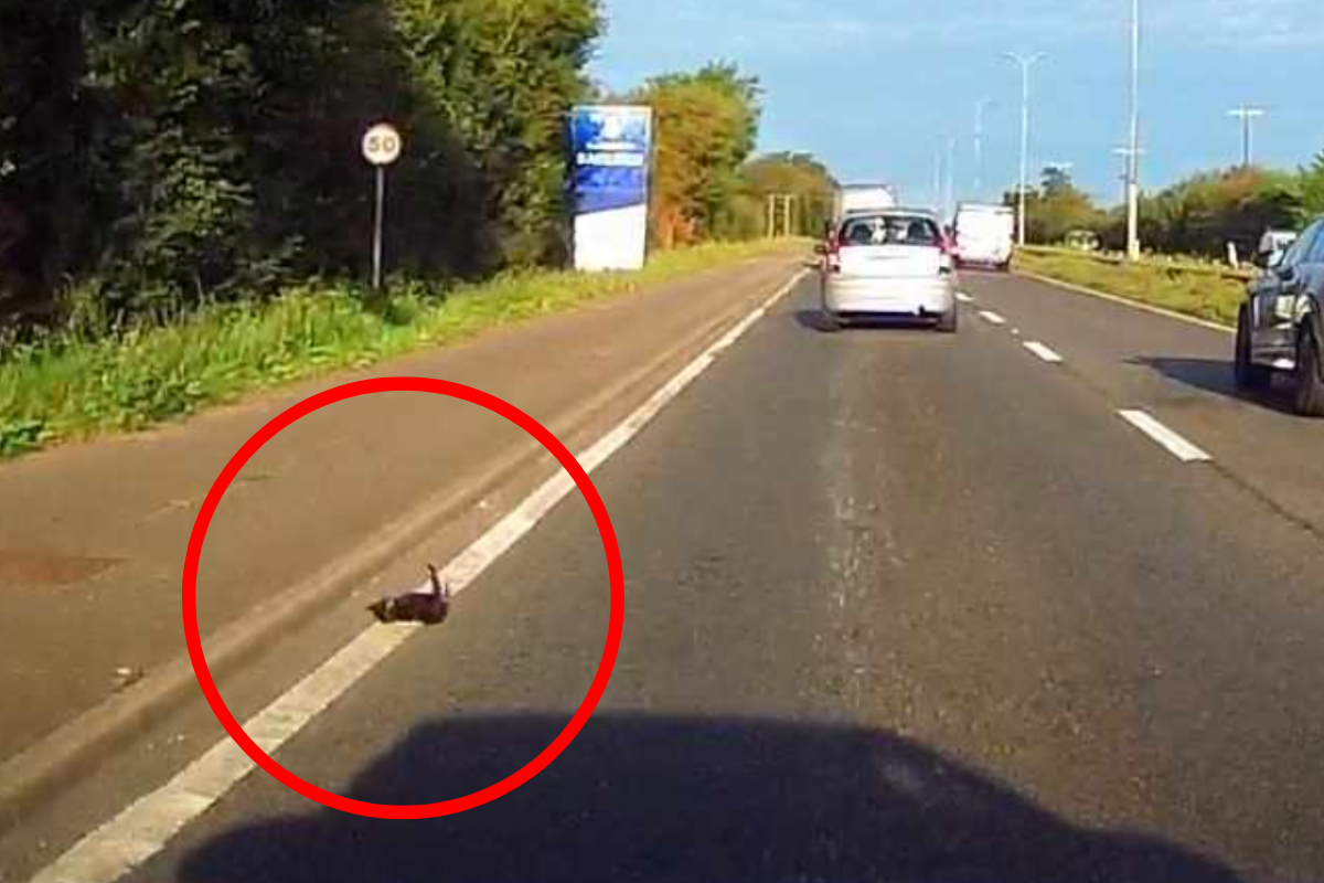 Tiny kitten 'hurled out of a car window' at 50mph on the A127 in Basildon